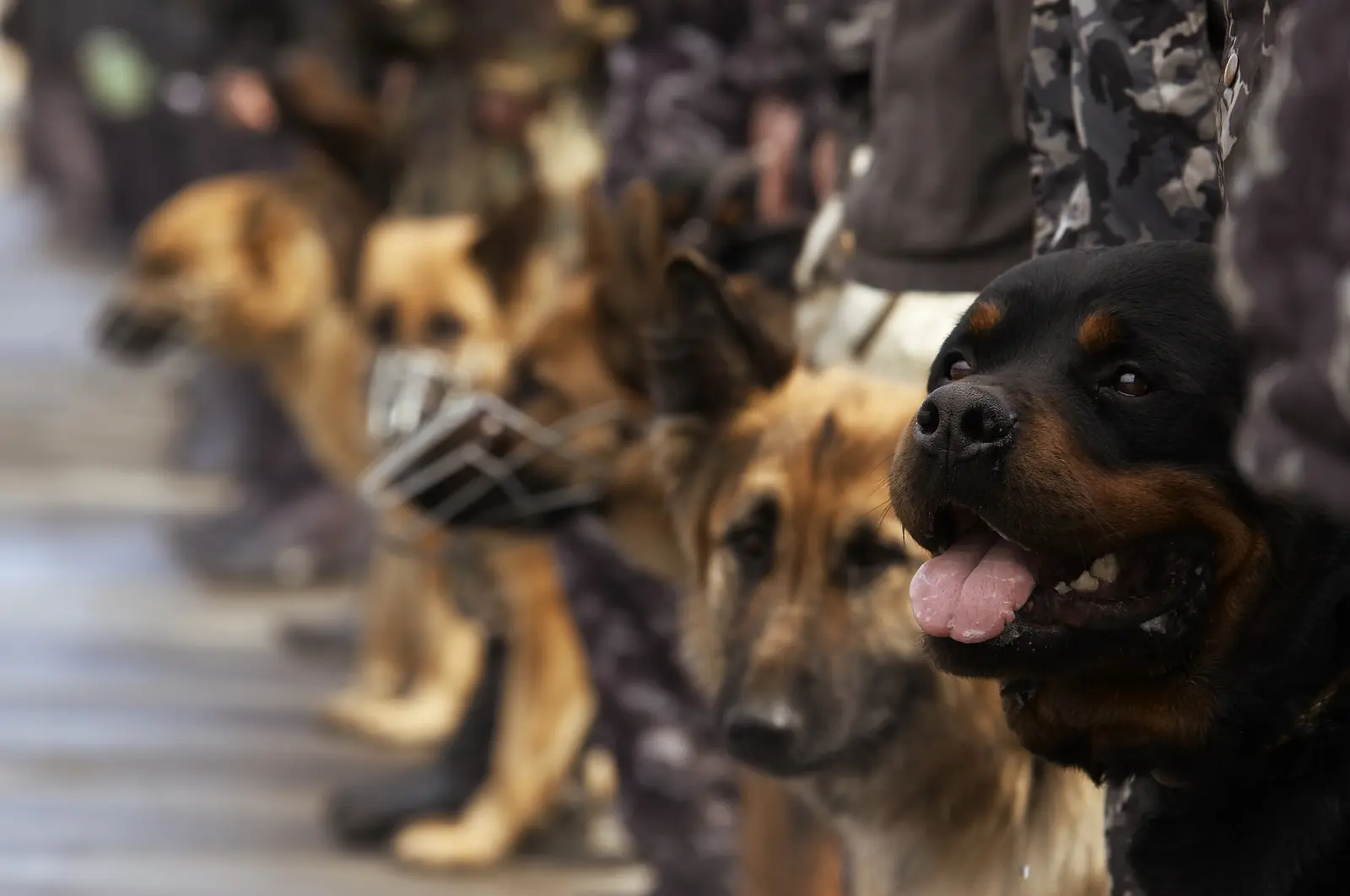 Service Dogs vs. Pets: What Salt Lake Landlords Need to Know
